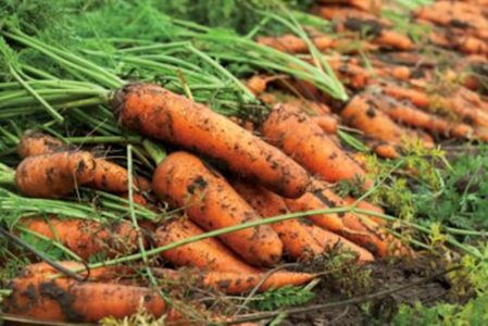Planning Our Fall Garden